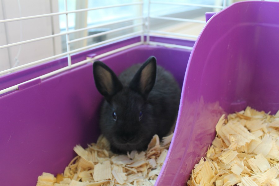 Animal Behavior gets a new bunny named Maleficent. 