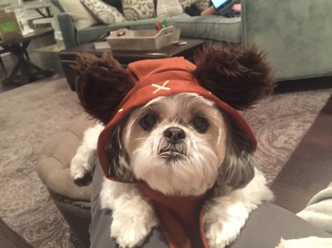 Name: Hazel, dressed as an Ewok from Star Wars Owner: Ella Summer, senior