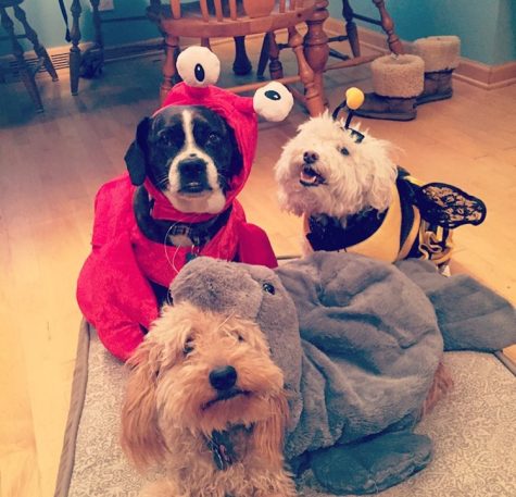 Names: Hershey, Lily, and Sadie, dressed as a crab, a bumblebee, and a seal respectively Owner: Caitlin Ostojic, senior
