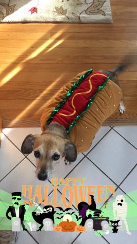 Name: Sophie, dressed as a hotdog Owner: Sydney Bonthron, senior