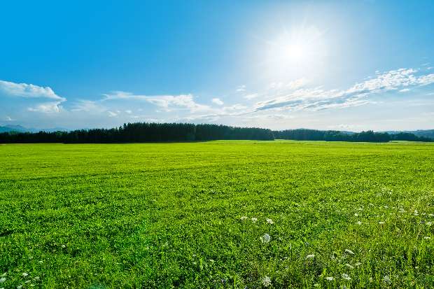 Green Field Landscape near Forest, blue Sky