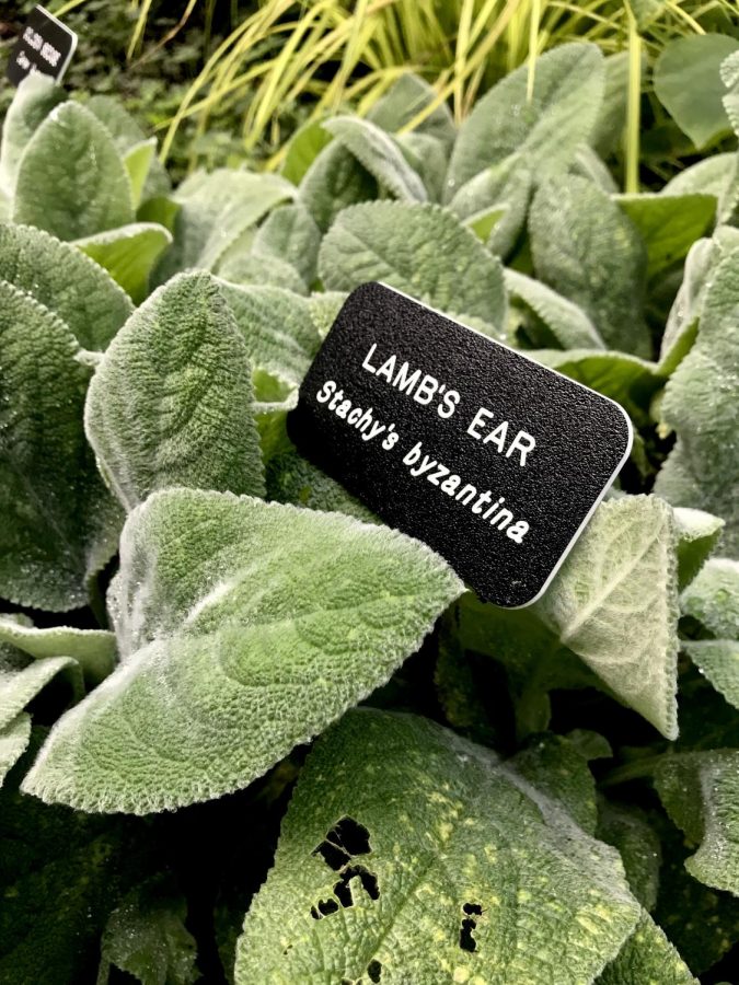 Just as the name suggests, the Lambs Ears leaves are just as soft as a lambs ear.