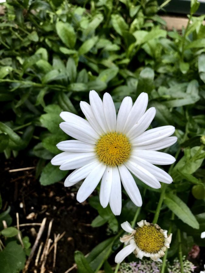 A small white daisy points its stark white petals towards the golden sun in the sensory garden.