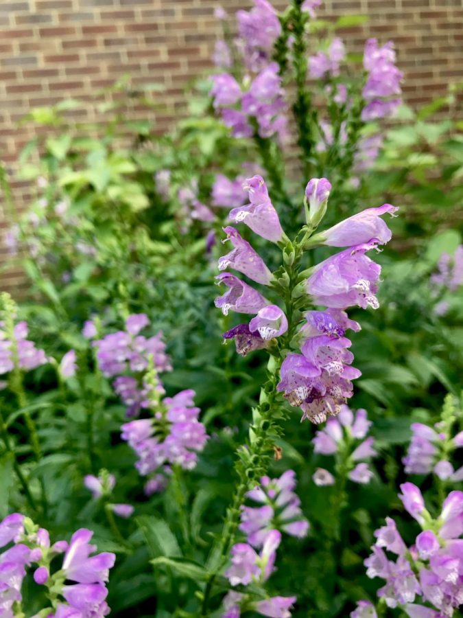 Stunning lilac colored flowers capture the attention of students walking through or eating lunch in the sensory garden courtyard.