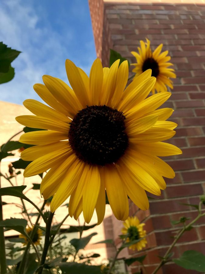 A gorgeous golden sunflower welcomes guests to the vegetable garden.