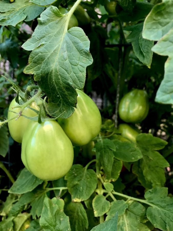 Three green tomatoes grow patiently under a protective leaf in the vegetable garden.