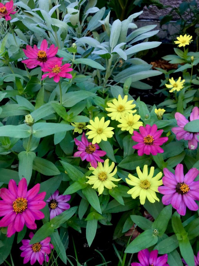 An array of pink and yellow flowers grow huddled together in hopes of a butterfly to land upon them in the butterfly garden.