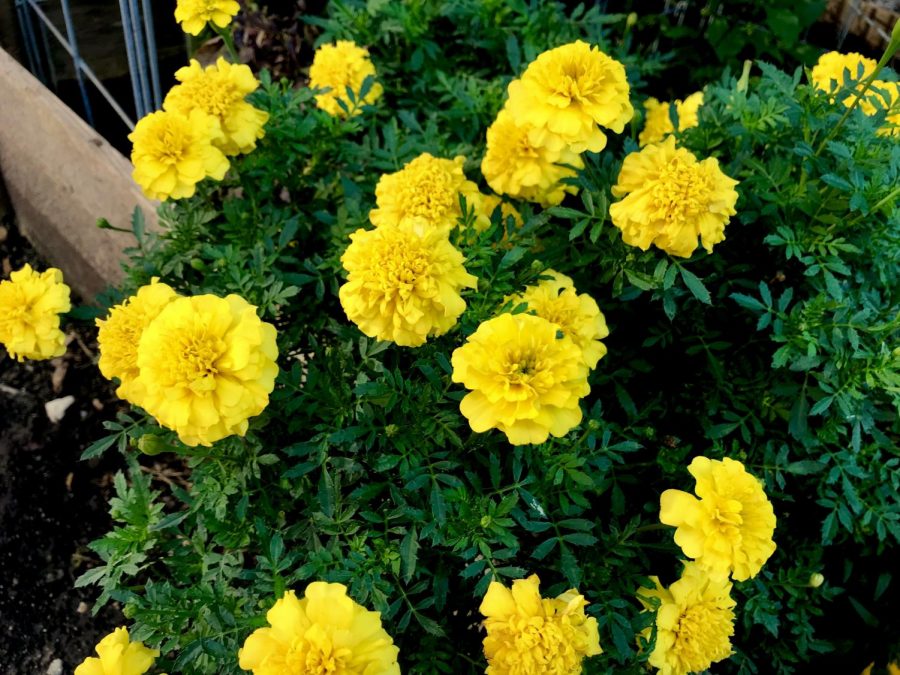 Bright yellow flowers bloom gleefully in between the rows of vegetable plants in the vegetable garden.