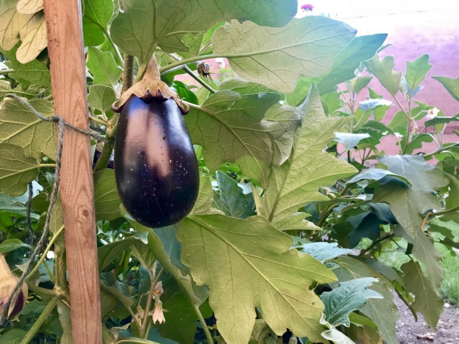 A lone eggplant grows among a sea of tomatoes, cucumbers and a variety of other vegetables in the vegetable garden. 