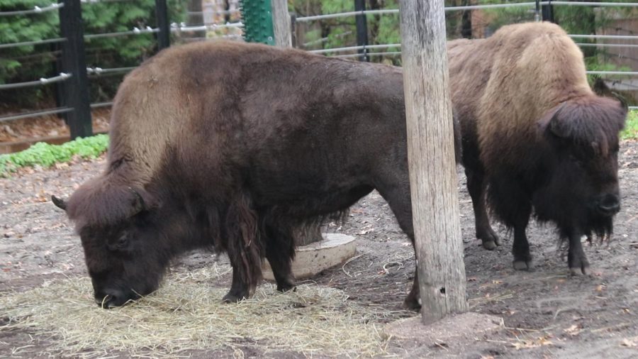 Native to the prairie lands of the Midwest and Great Planes, Bison once roamed freely over much of the country. Now they are rejuvenating from overhunting in breeding programs such as this one at the Smithsonians National Zoo in Washington, D.C..