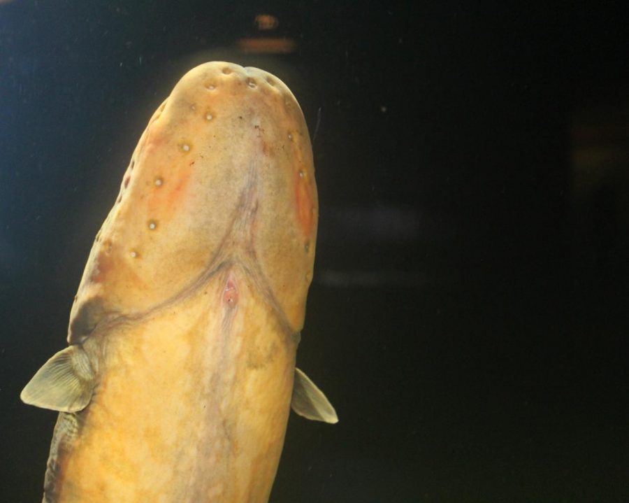 The Electric Eel, which, despite its name, is actually a variety of knife fish. It finds a home in the Amazonia exhibit of the Smithsonians National zoo and is capable of delivering deadly shocks up to eight hours after its death.
