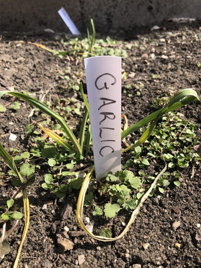 Garlic bulbs planted in the vegetable gardens by Yorks Garden club last fall begin to break through the dirt as the snow thaws. With the easing of restrictions, Garden Club hopes to return to planting full vegetable beds once again this spring. 