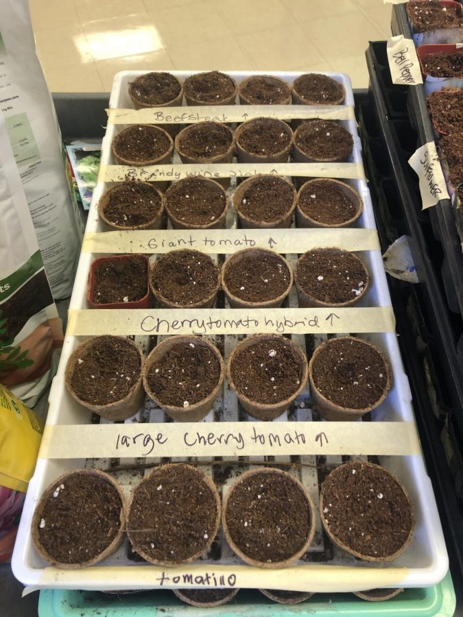 Yorks Garden Club began planting seeds this week as they prepare to design the vegetable beds in the North Gardens this spring. Additional produce grown by the club this summer will be donated to the Elmhurst-Yorkfield Food Pantry. 
